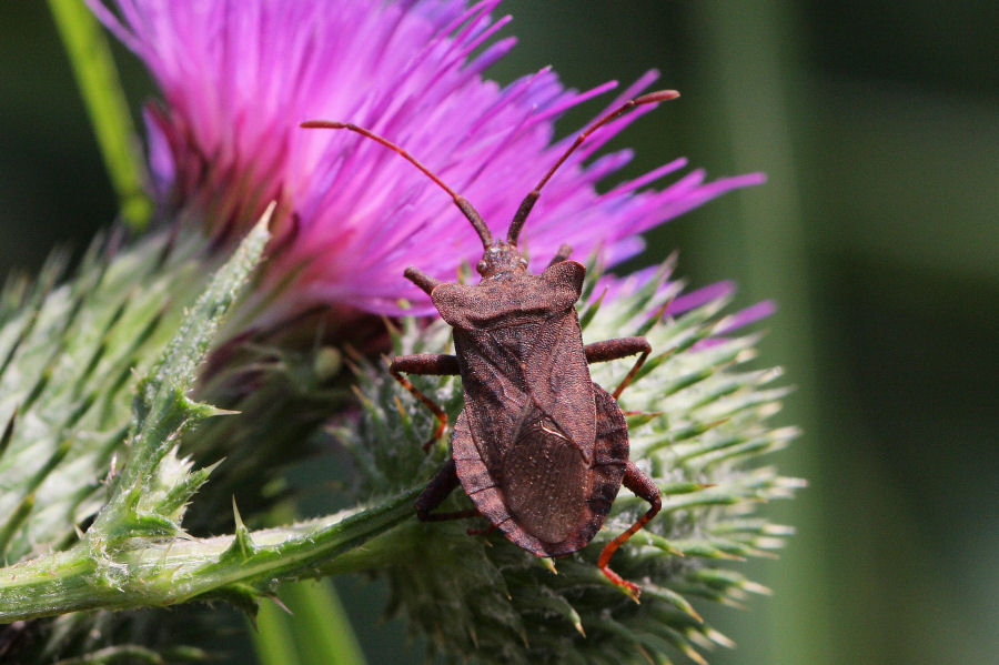 Coreidae: Coreus marginatus della Romagna (RA)